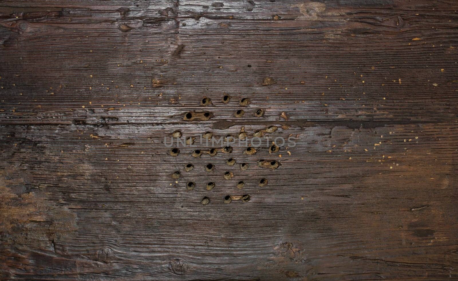 Wood board brown texture tree