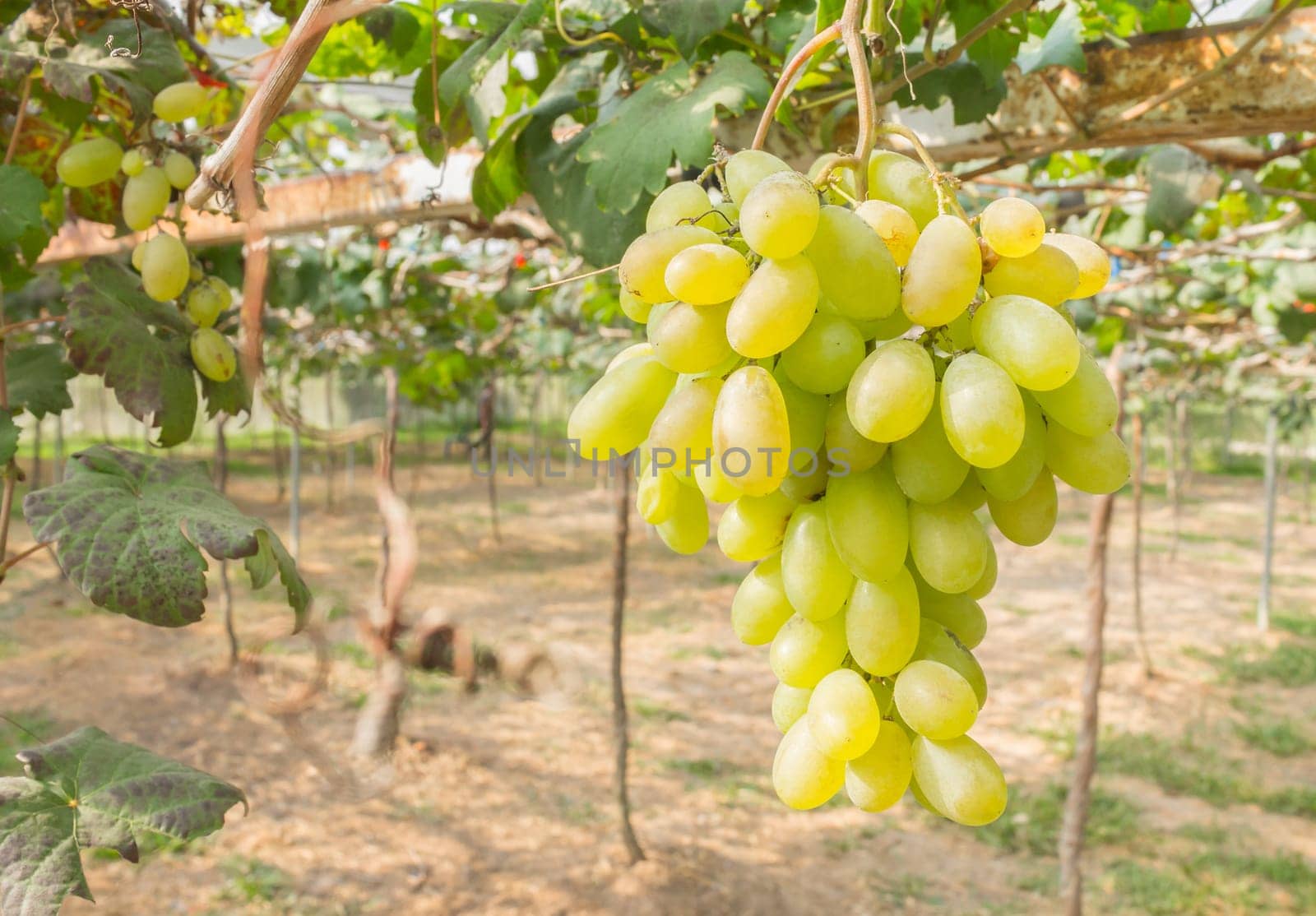 Green grapes in grape garden or vineyard. Green grapes with green leaf. Green grape vineyard in sunshine day. Ripe green grape for health or diet right position