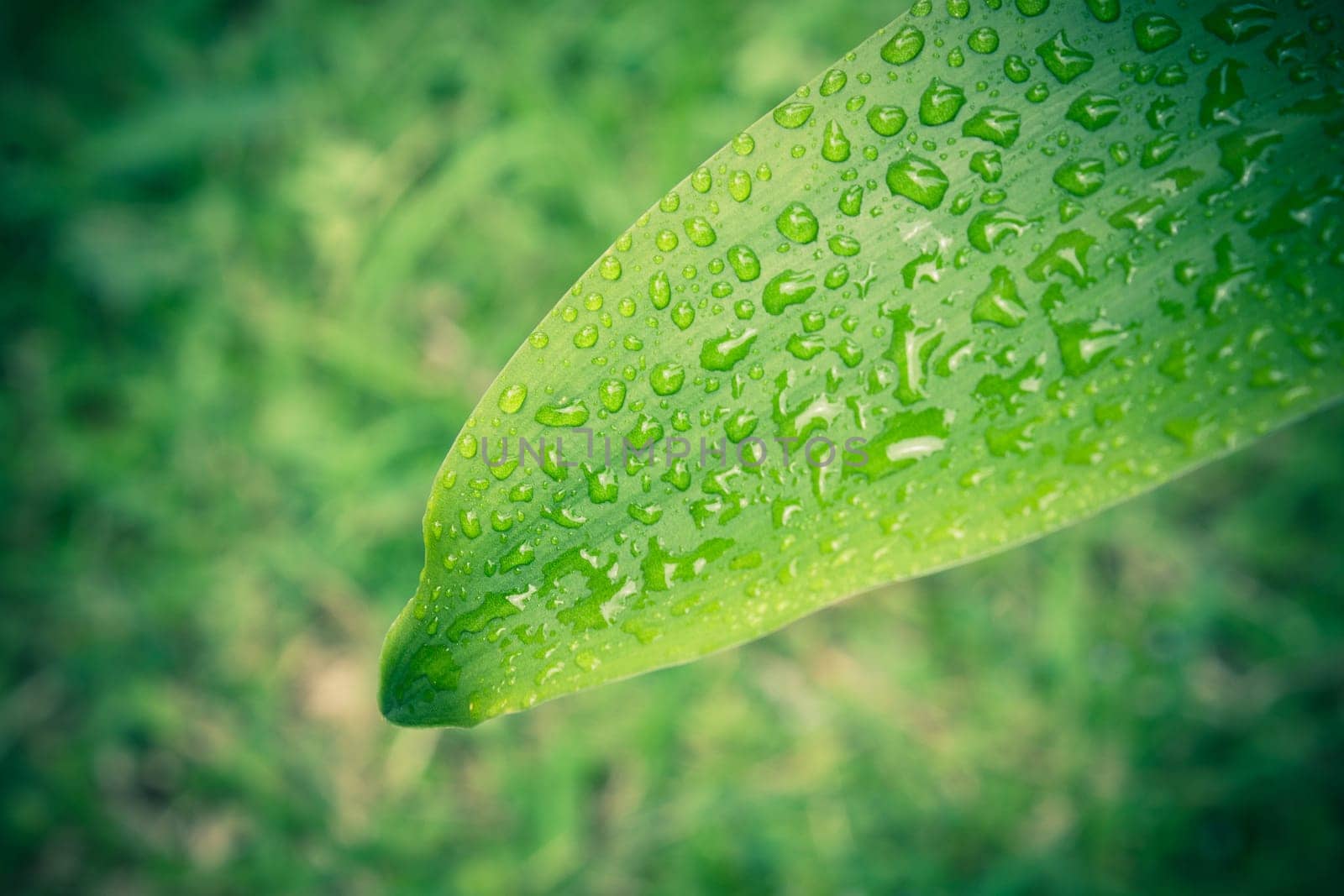 Green leaves background for design. Green leaves and water drop. Natural leaves background vintage style.