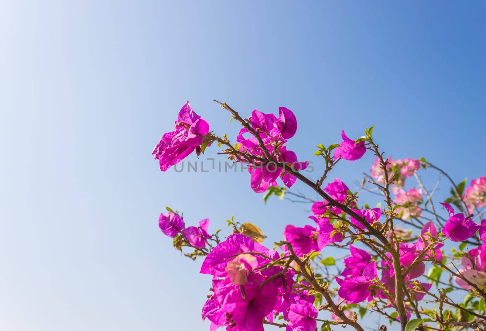Pink Bougainvillea flower on blue sky background. Pink Red Bougainvillea. Beautiful Bougainvillea flower. Bougainvillea for design.