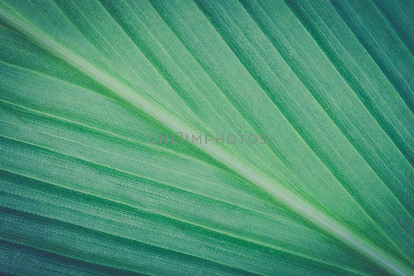 Turmeric leaf texture or turmeric leaf background for design. Turmeric leaf surface. Green turmeric leaf texture.