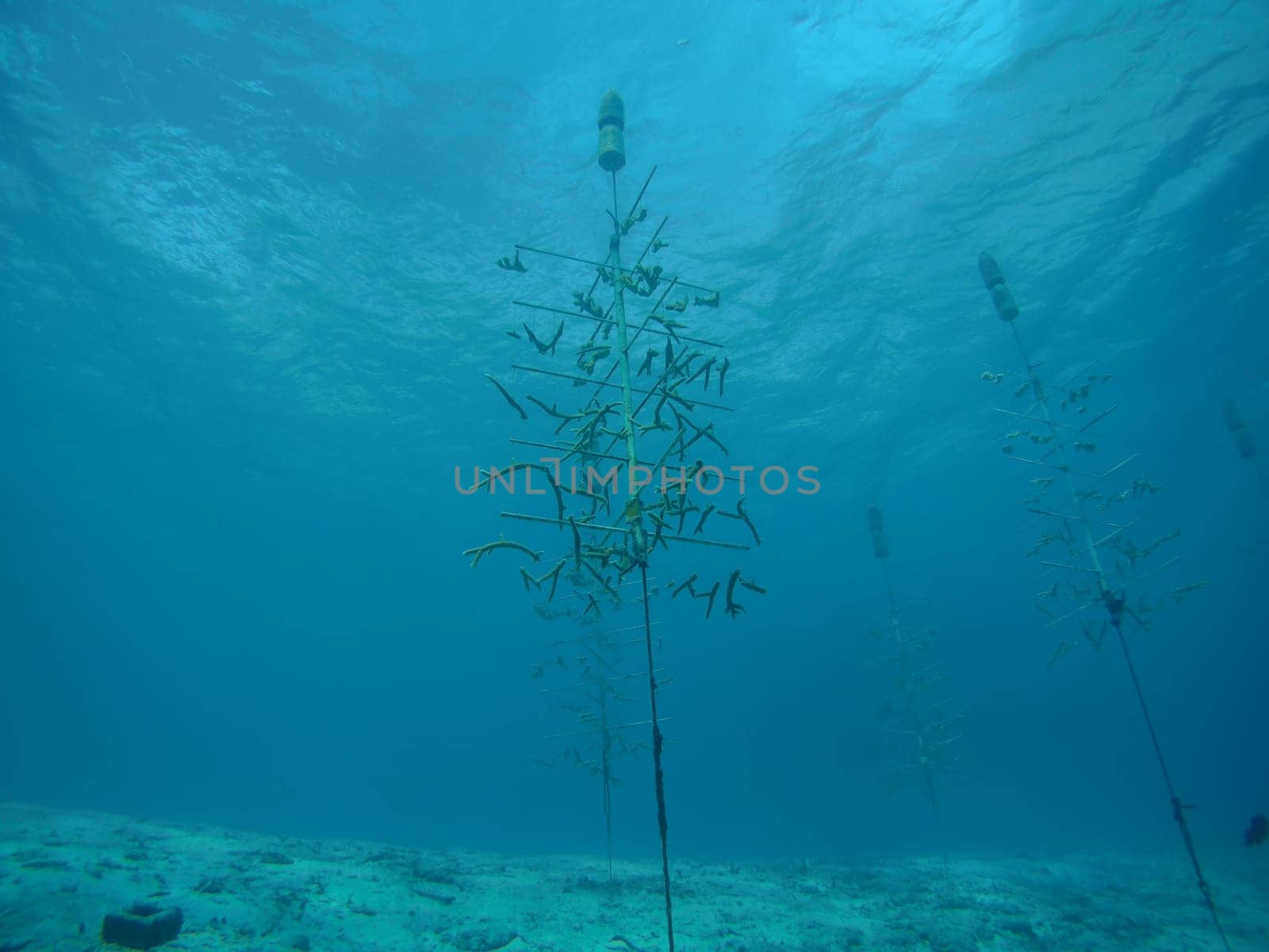 coral life caribbean sea Bonaire island underwater diving