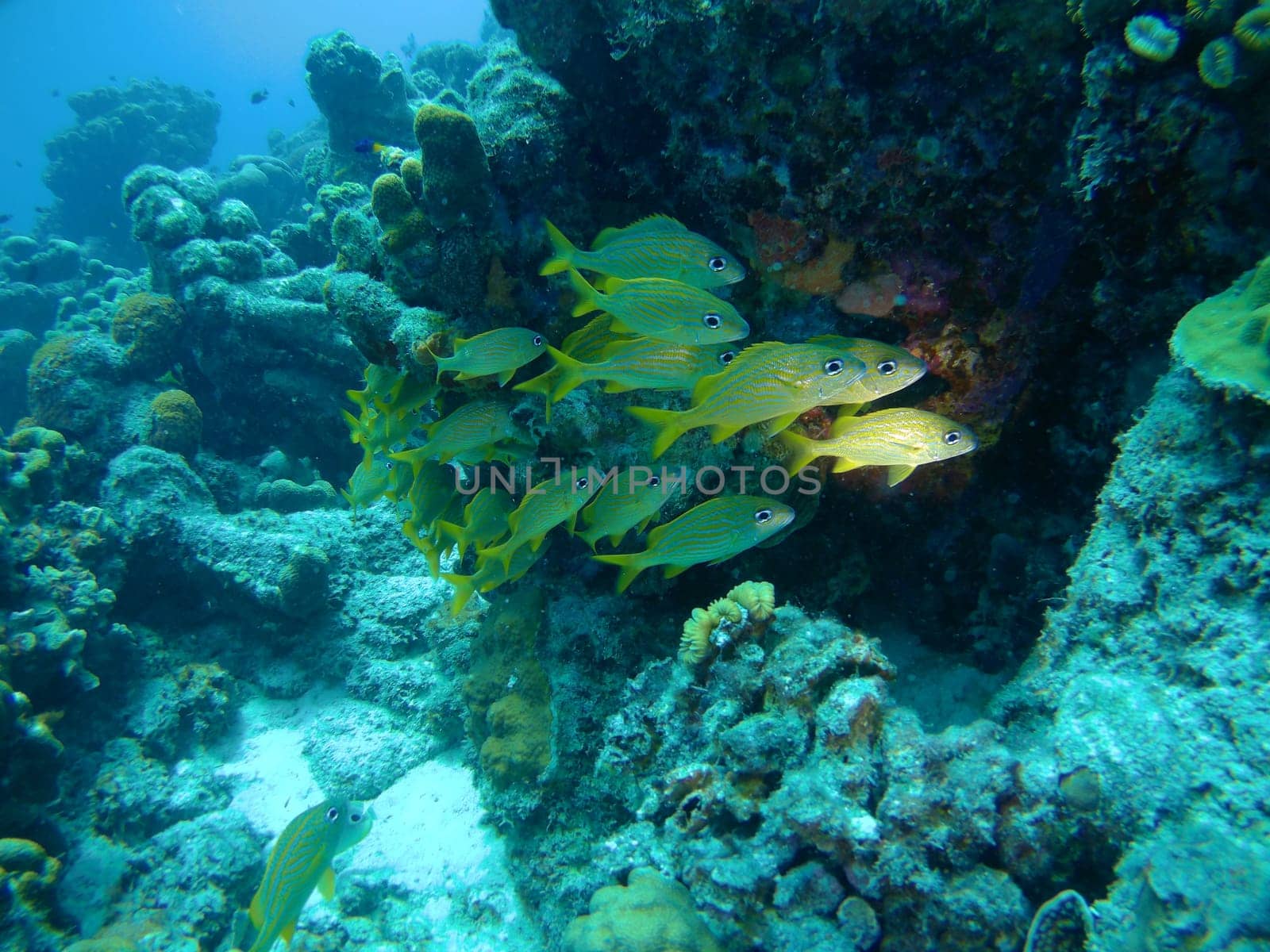coral life caribbean sea Bonaire island underwater diving