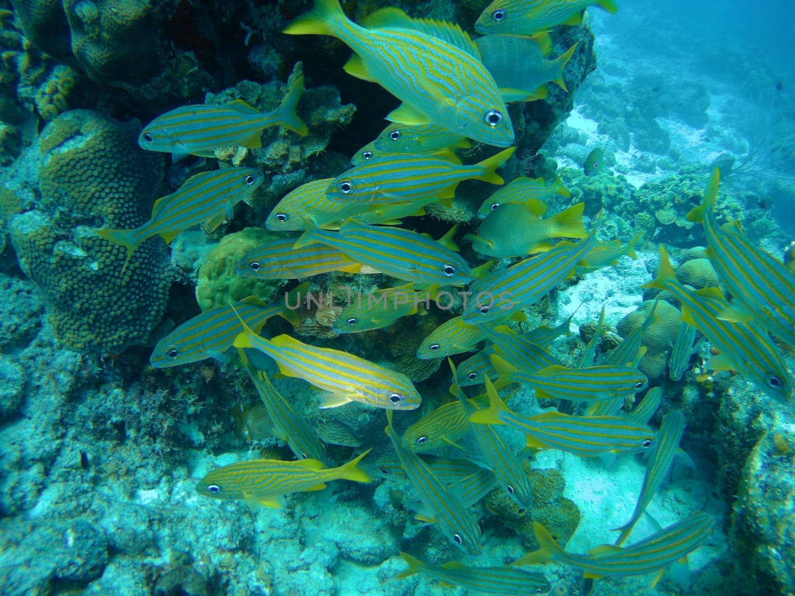 coral life caribbean sea Bonaire island underwater diving