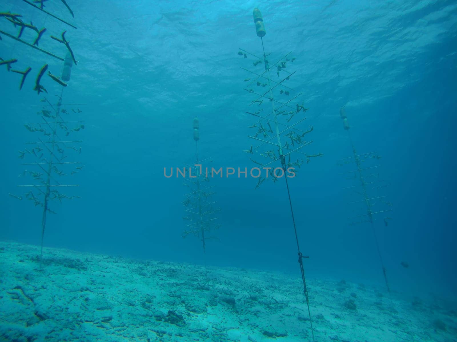 coral life caribbean sea Bonaire island underwater diving