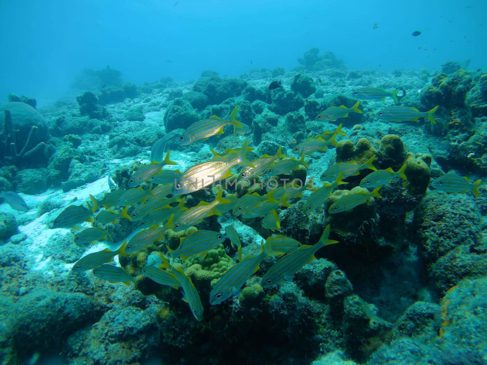 coral life caribbean sea Bonaire island underwater diving