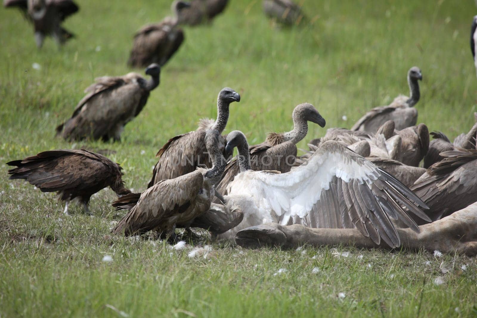 Wild Griffon Vulture Africa savannah Kenya dangerous bird