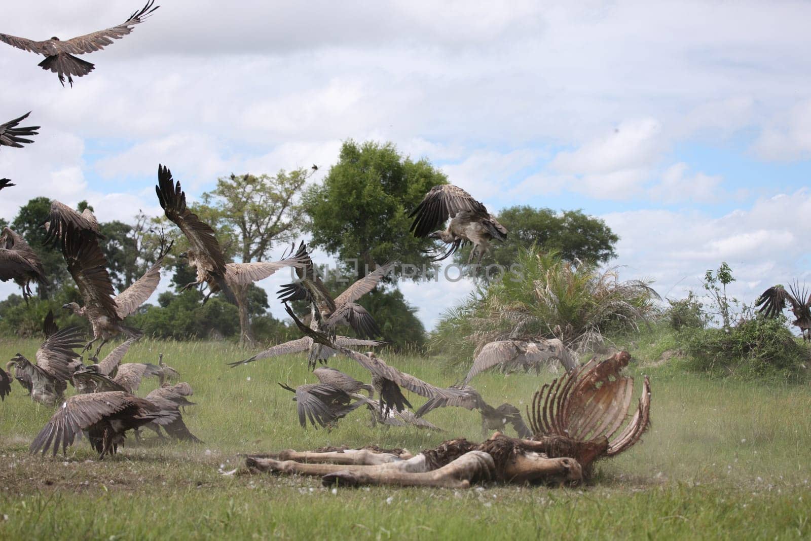 Wild Griffon Vulture Africa savannah Kenya dangerous bird