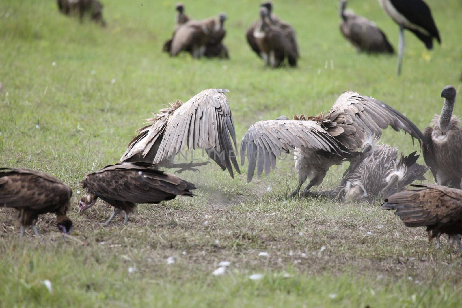 Wild Griffon Vulture Africa savannah Kenya dangerous bird