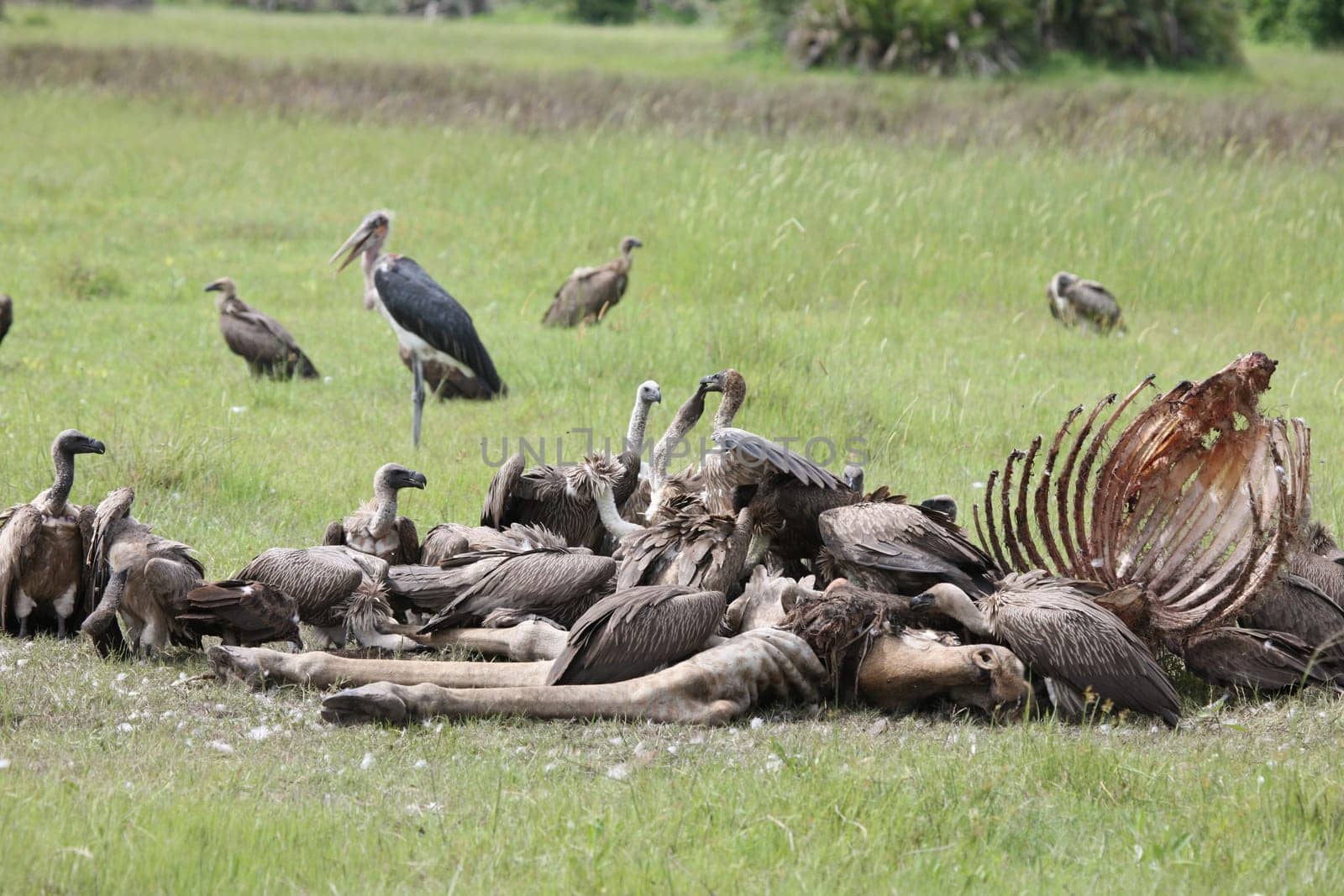 Wild Griffon Vulture Africa savannah Kenya dangerous bird