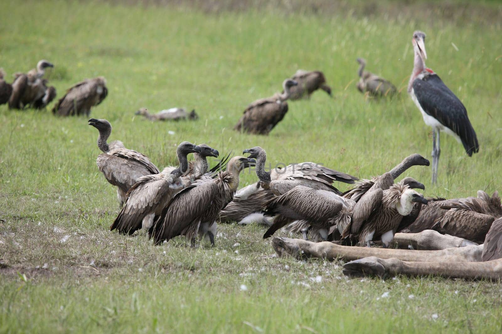 Wild Griffon Vulture Africa savannah Kenya dangerous bird