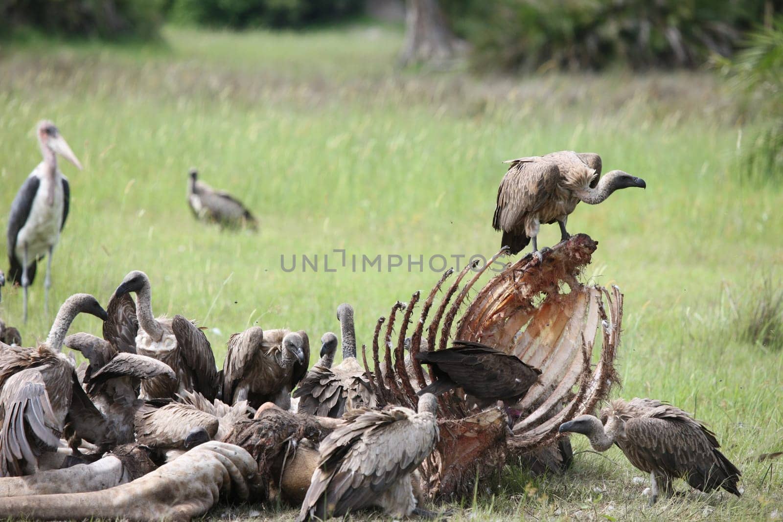 Wild Griffon Vulture Africa savannah Kenya dangerous bird