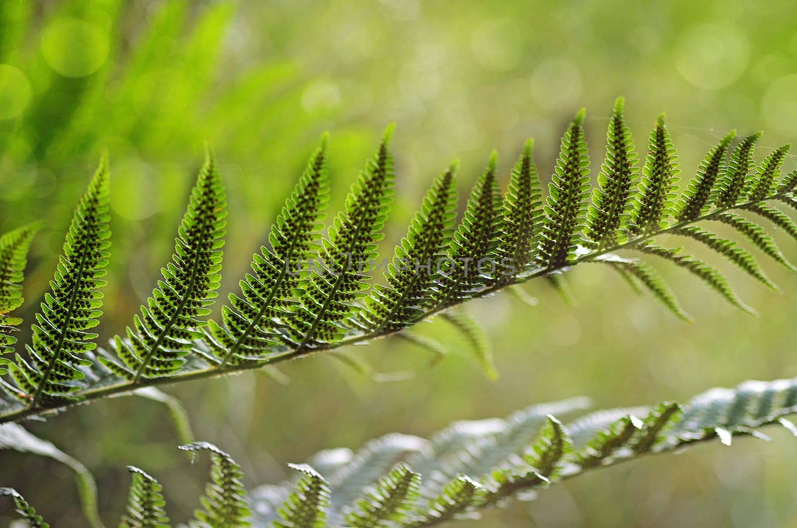 Fern leaf