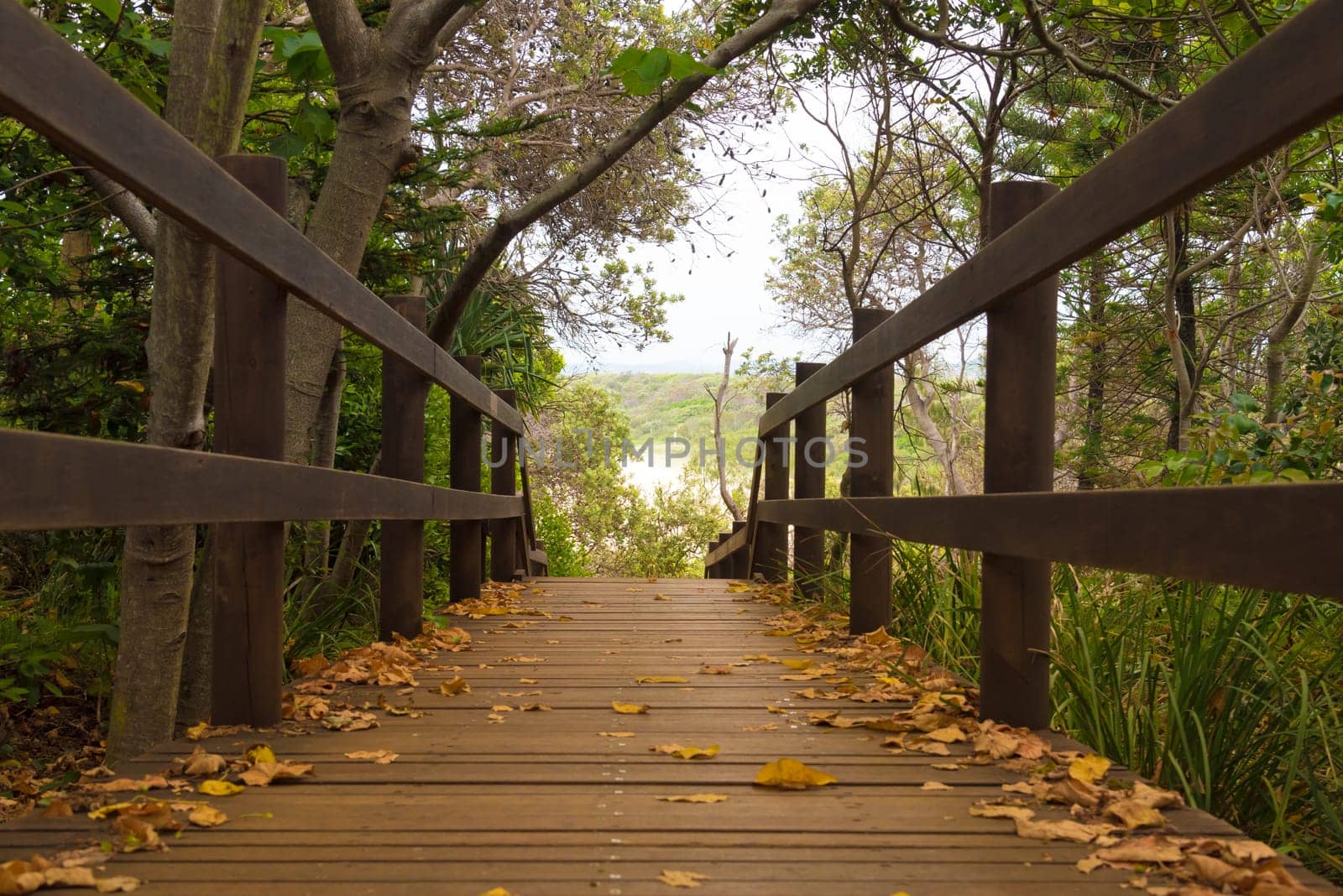 Wooden forest trail boardwalk at Fingal Head, Australia
