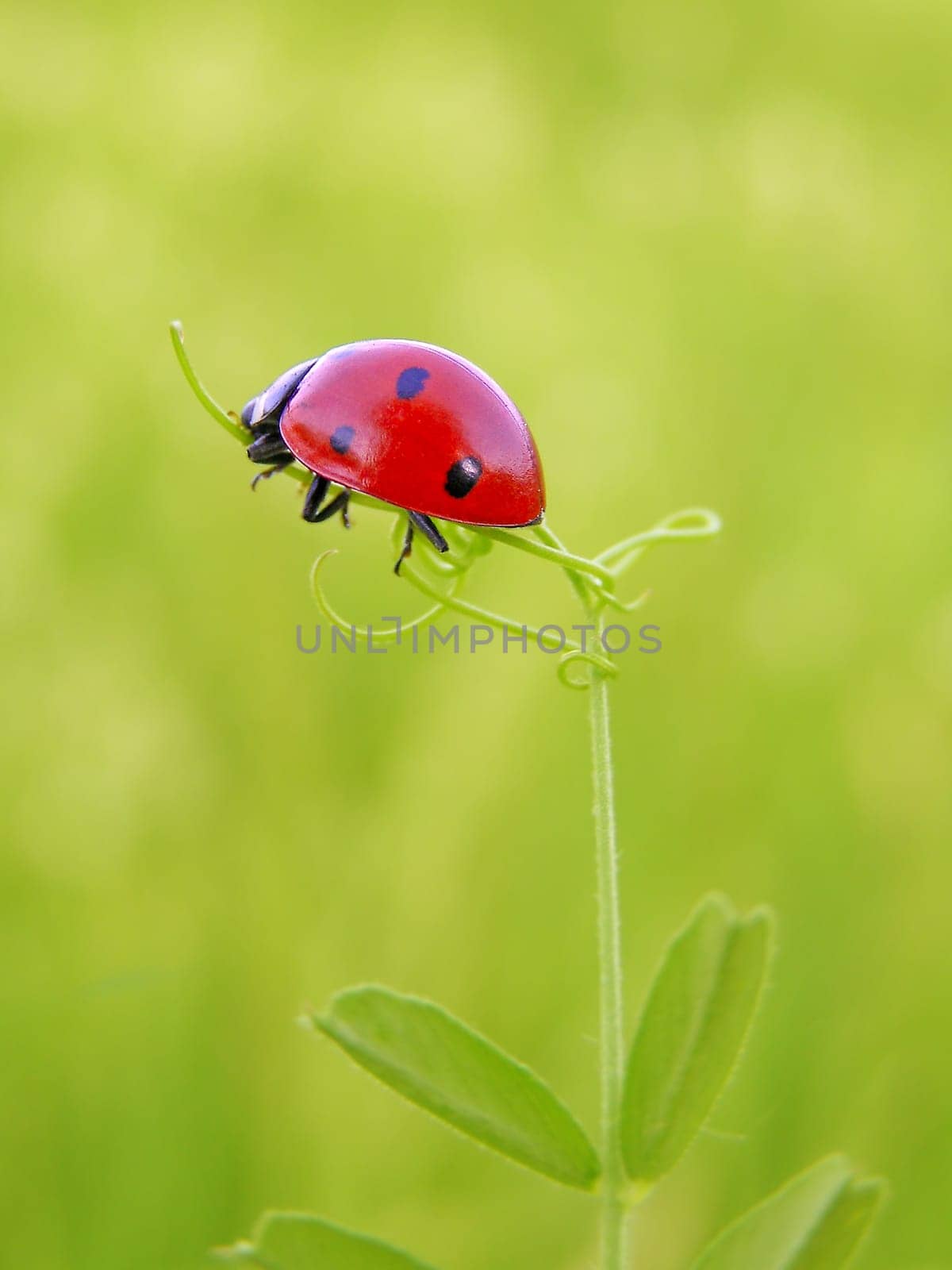 A ladybug climbing on a green leaf