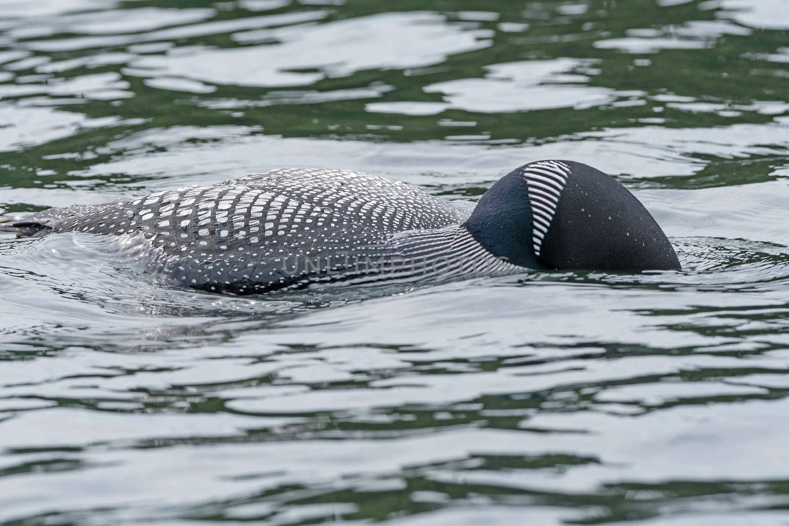 Common Loon Looking for Fish in Water in Ottertrack Lake in the Boundary Waters in Minnesota