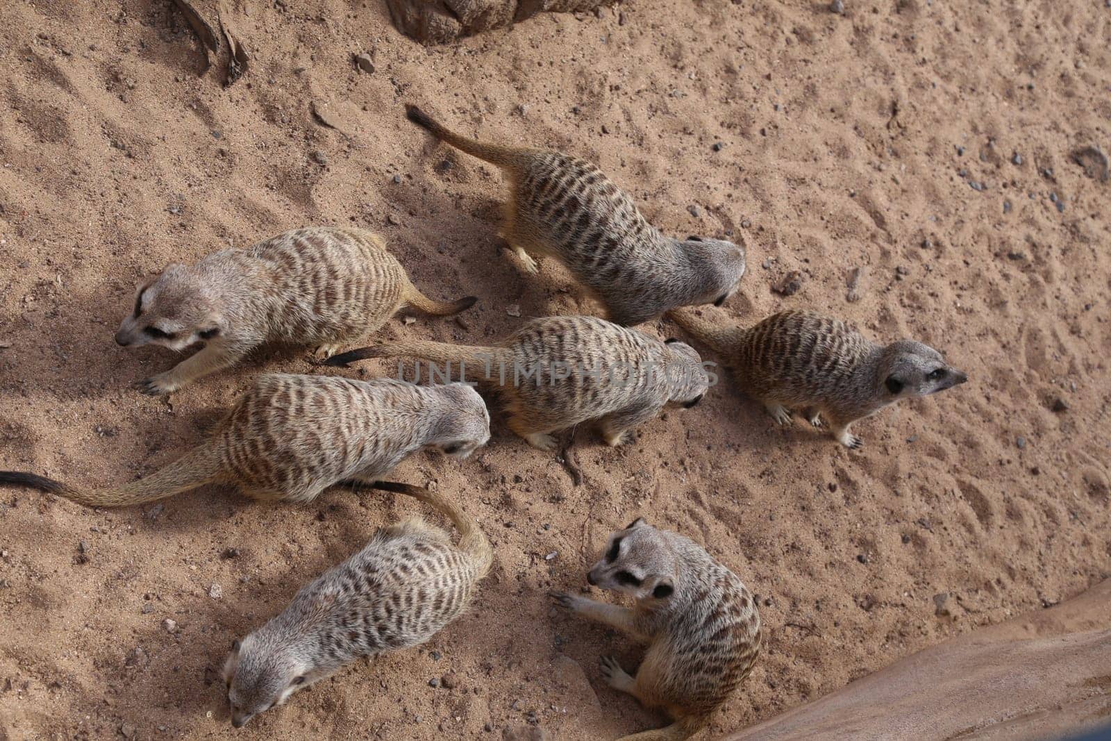 meerkat Suricata suricatta funny small african mammal