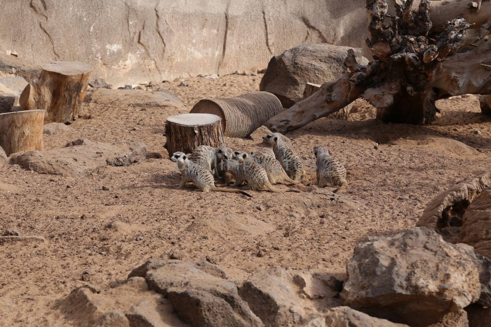 meerkat Suricata suricatta funny small african mammal