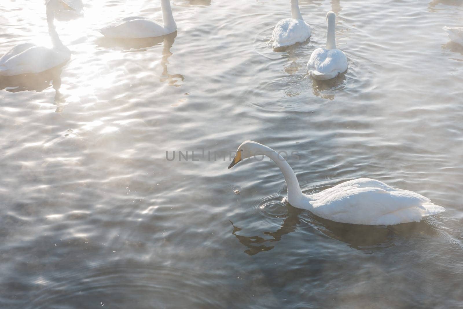 Beautiful white whooping swans swimming in the nonfreezing winter lake. The place of wintering of swans, Altay, Siberia, Russia.