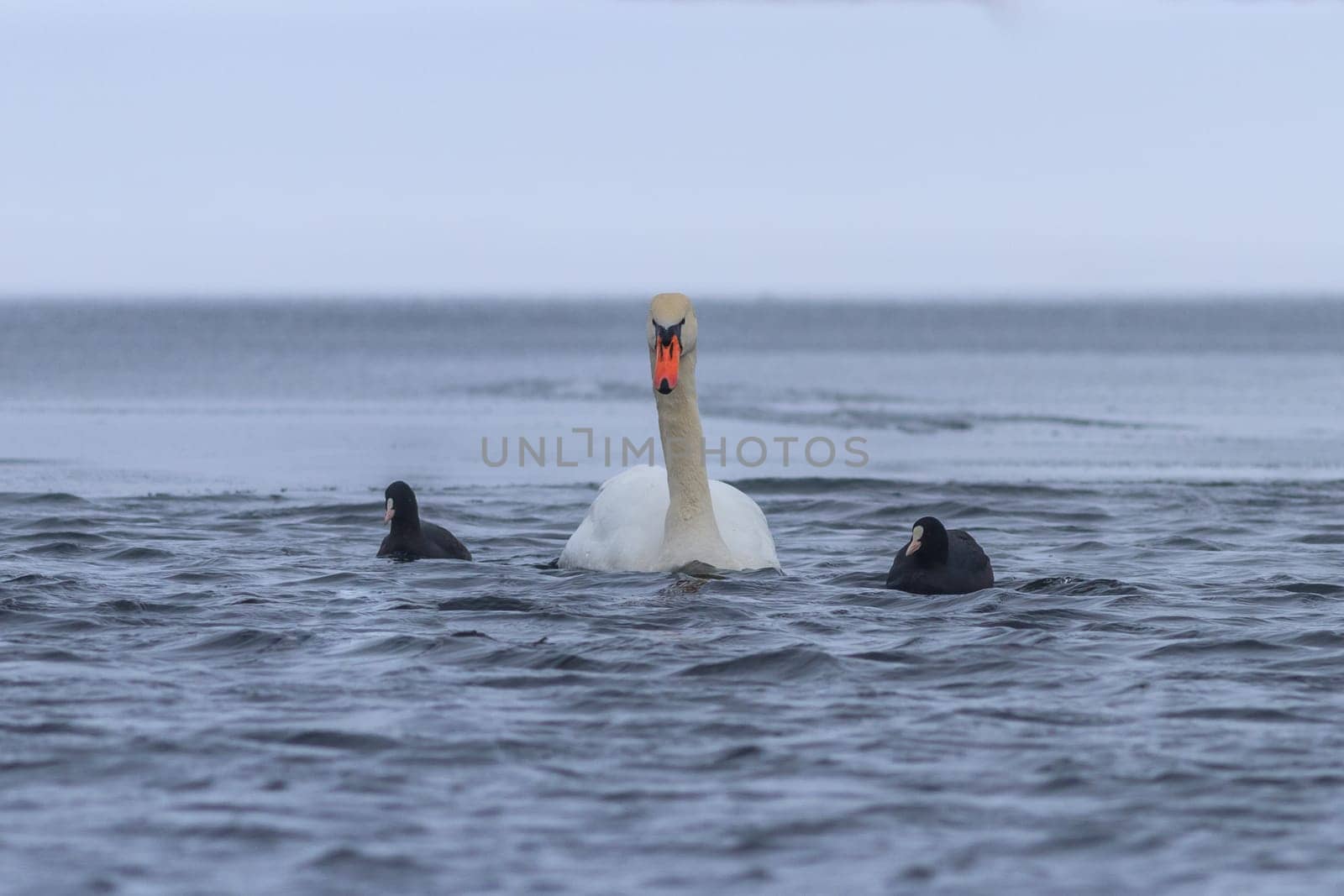 whooper swan and eurasian coot in winter. Comana Natural Park, Romania