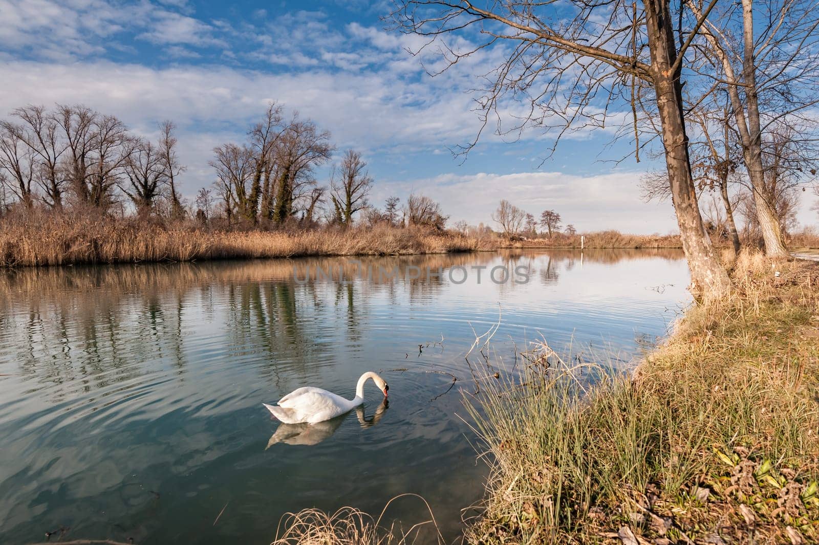 Nature scene. Lake with swan swimming, albri and cane thicket.