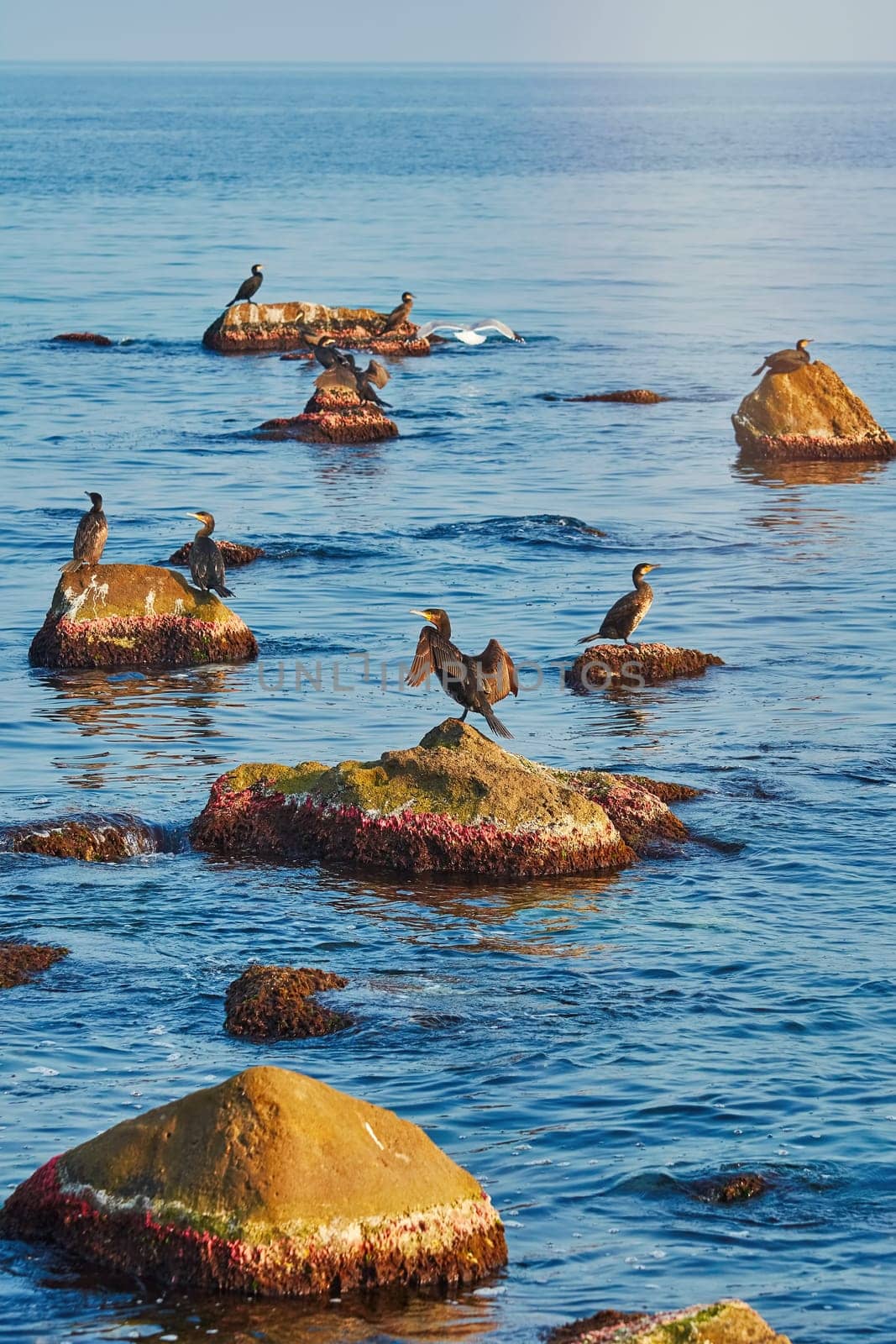 Double-crested Cormorants on Rocks in the Black Sea