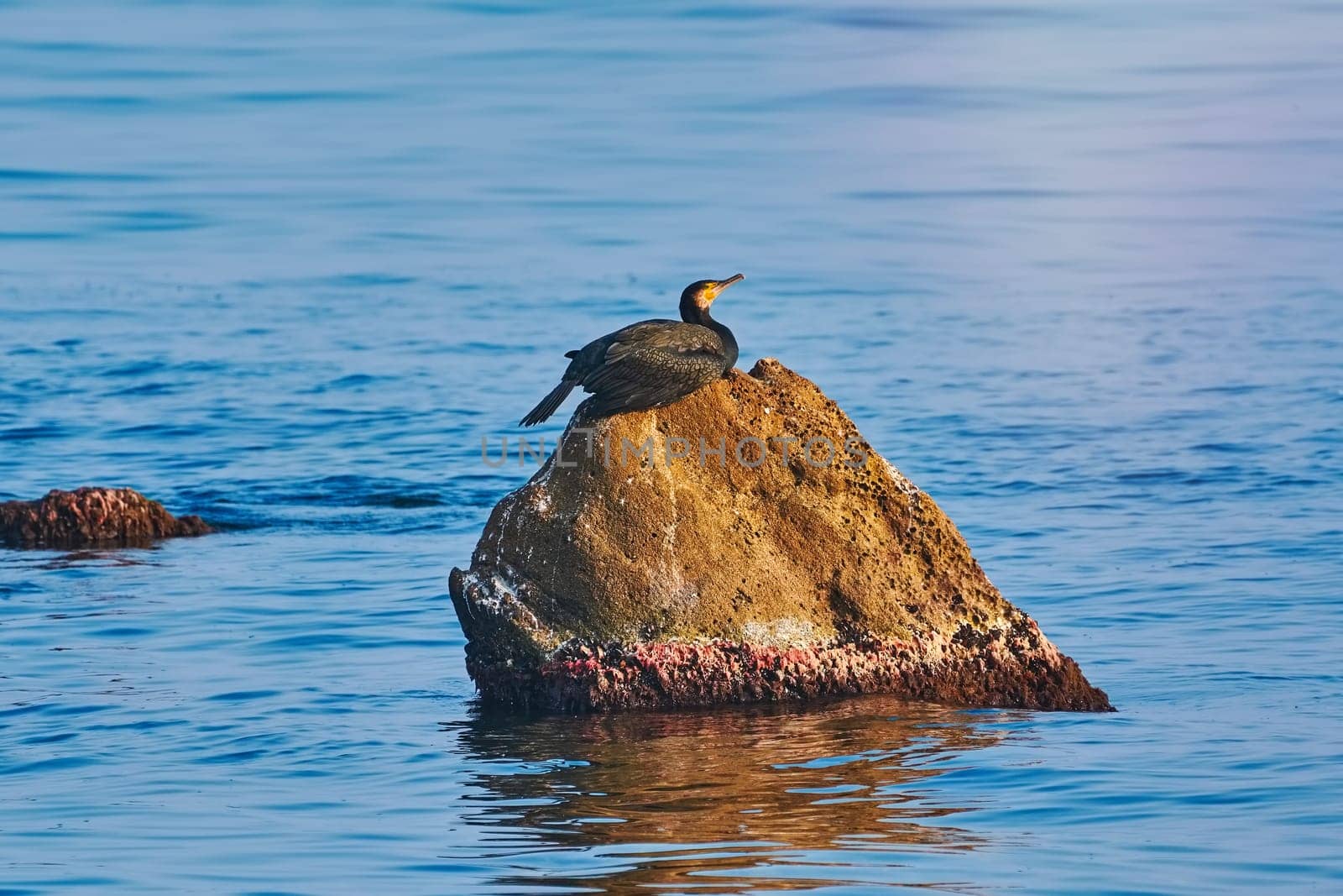 Double-crested Cormorant on Rock in the Black Sea