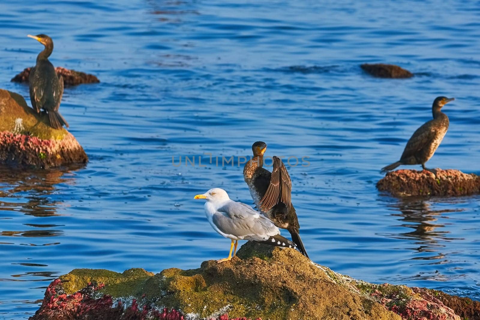 Double-crested Cormorant and Seagull Perched on the Rock in the Black Sea