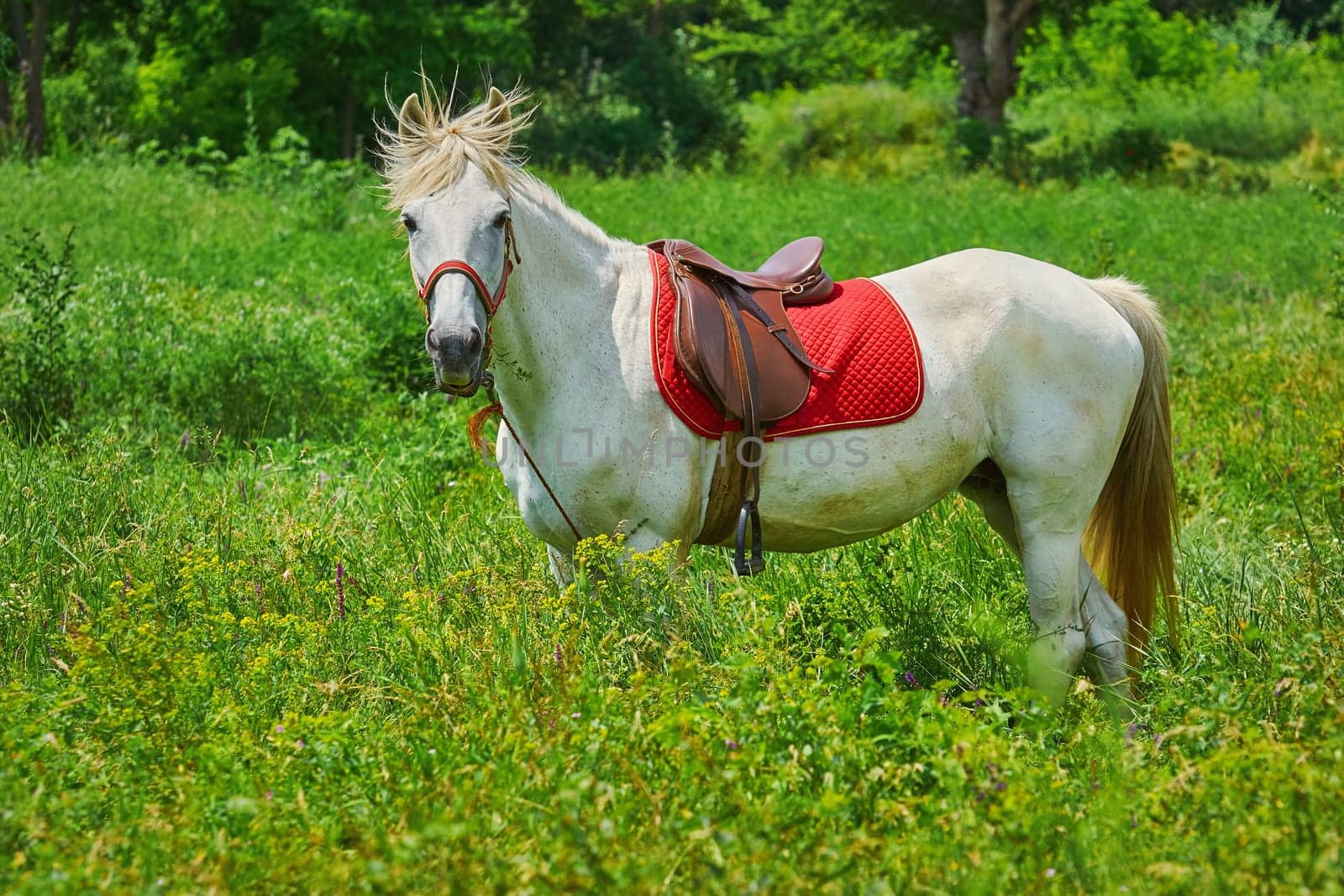 Saddled White Horse in the Green Grass