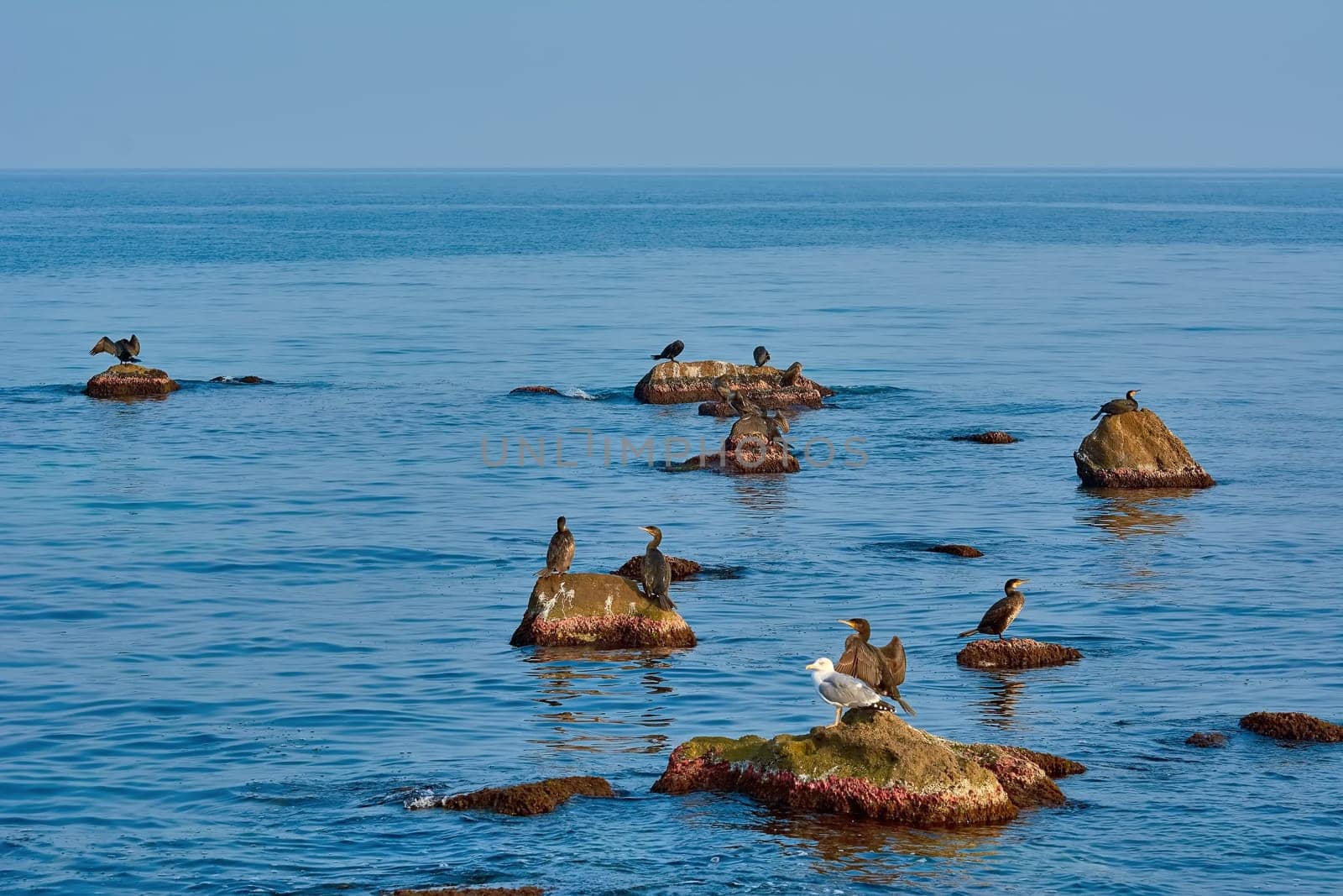 Double-crested Cormorants Resting on Rocks in the Black Sea