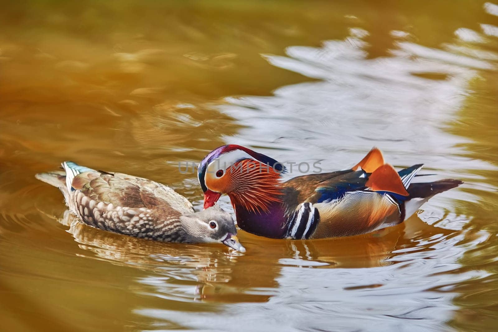 Two Mandarin Ducks Playing in the Pond