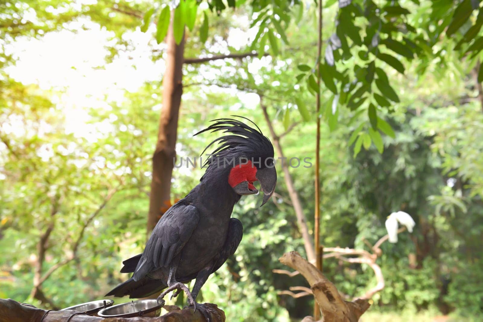 Black palm cockatoo (Probosciger aterrimus) perching on the branch. One of the cockatoo species in Indonesia
