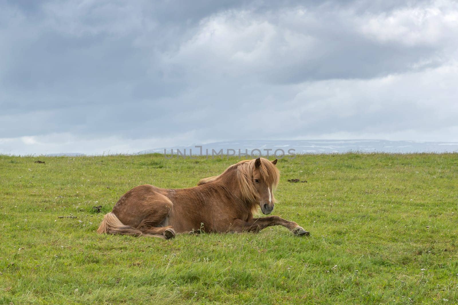 Icelandic horse with dramatic ovescast sky