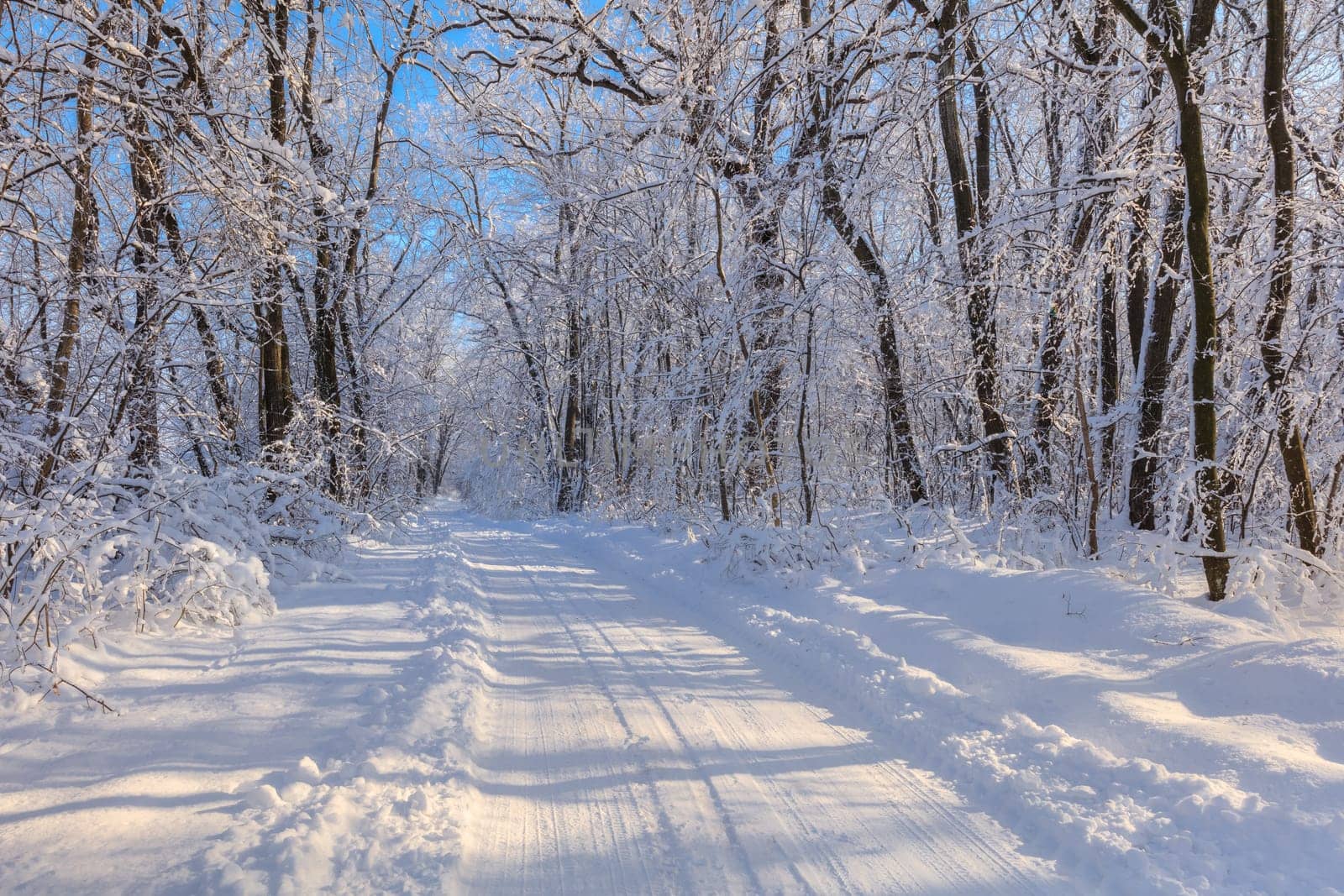 road in winter. Location: Comana Natural Park, Romania.