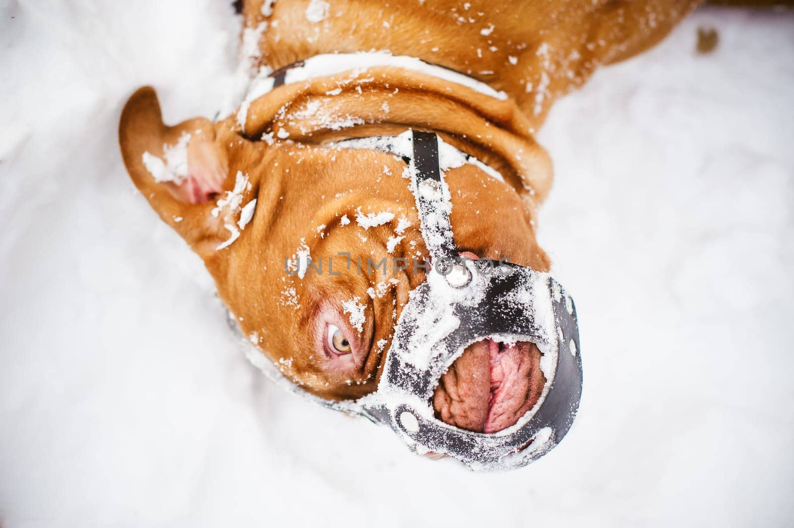 winter walk in the snow with a dog breed Dogue de Bordeaux. dog muzzled sports and playing in the snow