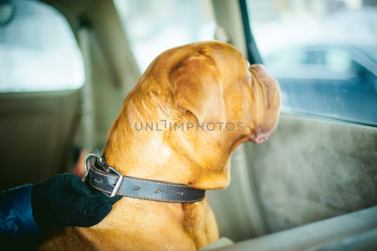 Dogue de Bordeaux is sitting in the car. Portrait of a big red dog waiting in a car traveling