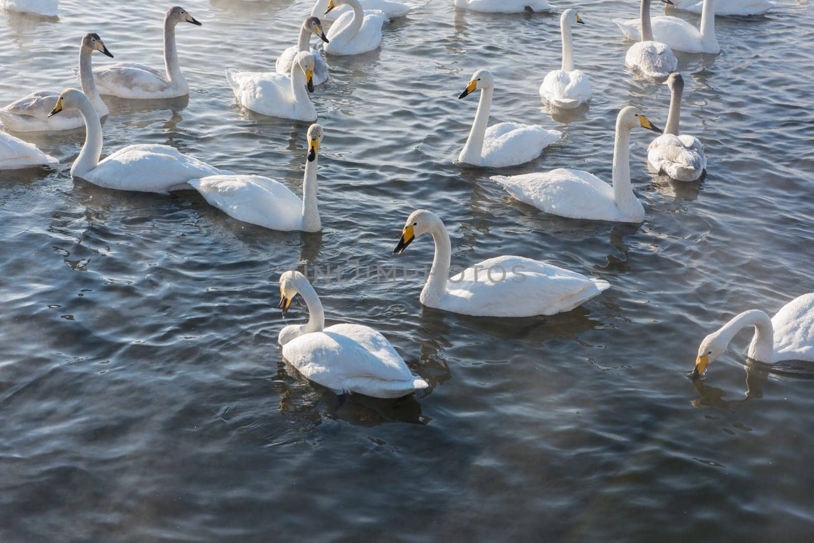Beautiful white whooping swans swimming in the nonfreezing winter lake. The place of wintering of swans, Altay, Siberia, Russia.