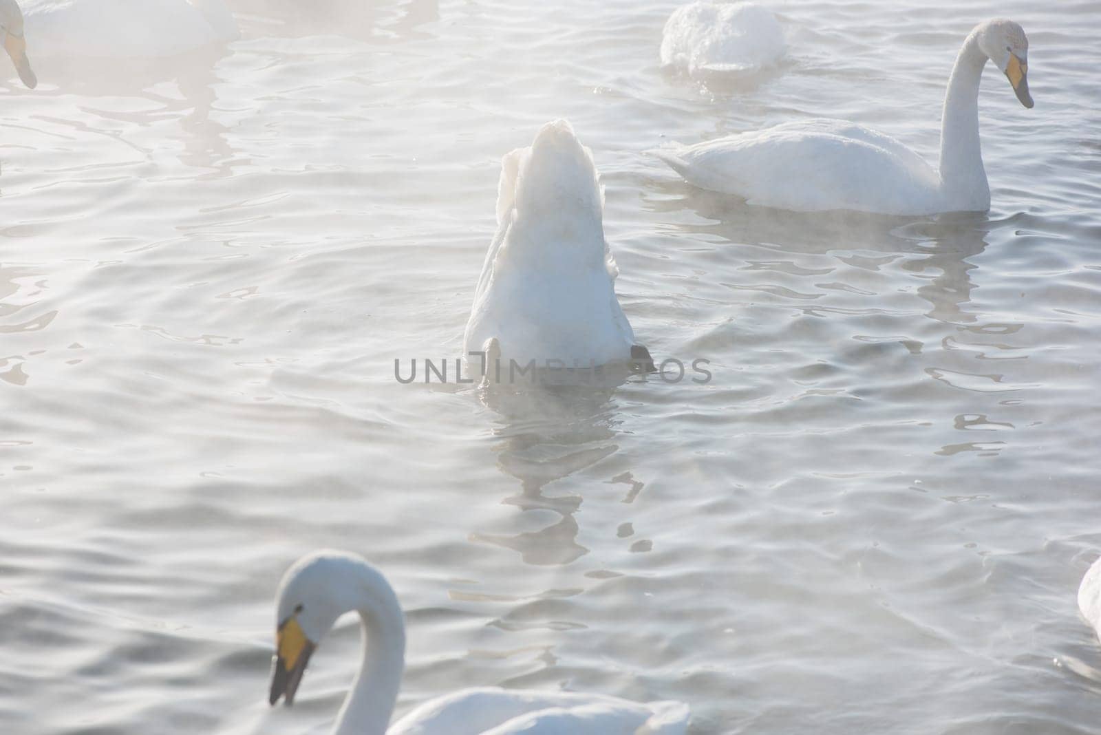Beautiful white whooping swans swimming in the nonfreezing winter lake. The place of wintering of swans, Altay, Siberia, Russia.