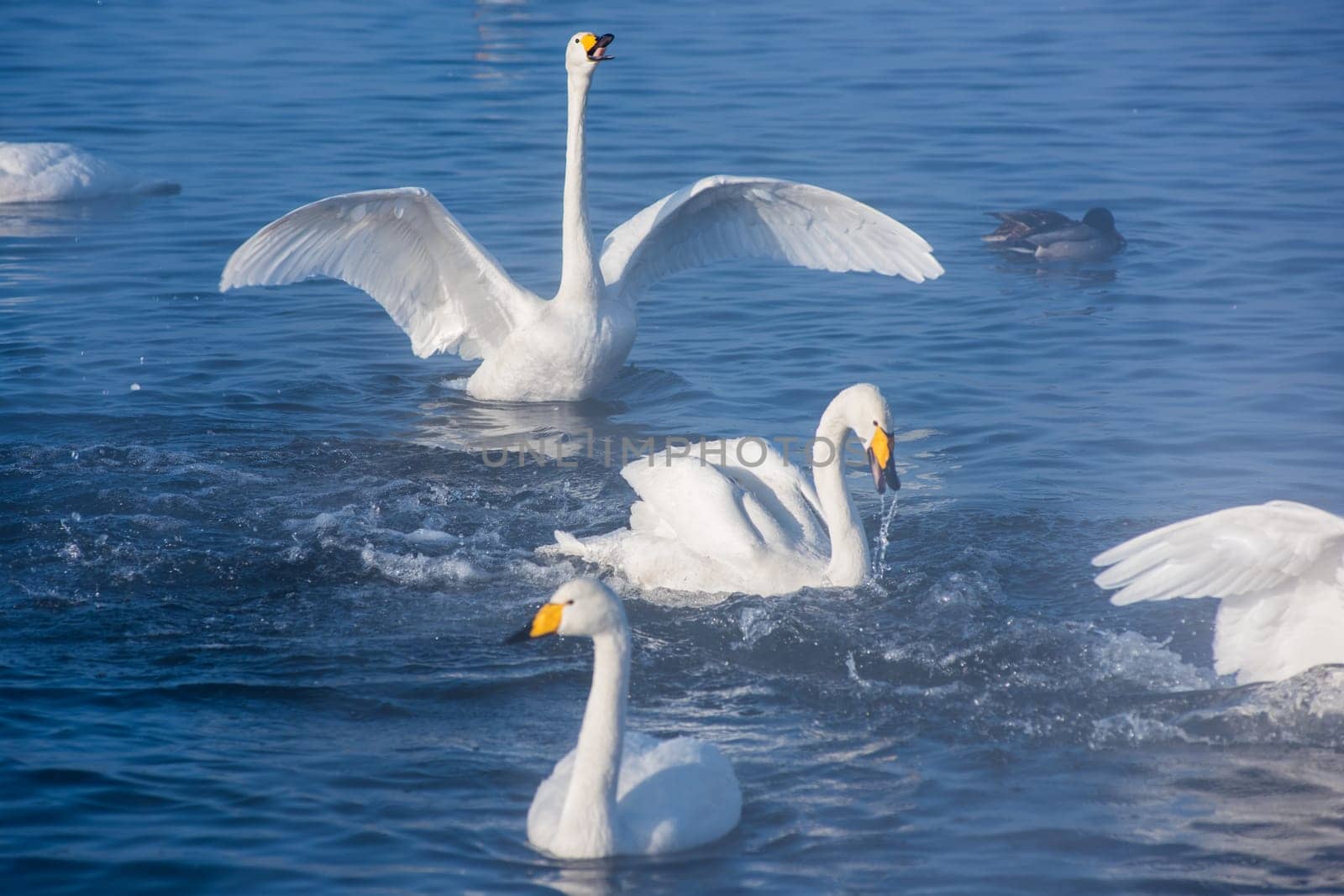 Beautiful white whooping swans swimming in the nonfreezing winter lake. The place of wintering of swans, Altay, Siberia, Russia.
