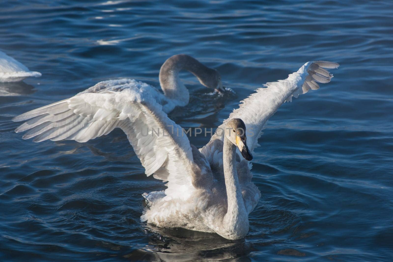Beautiful white whooping swans swimming in the nonfreezing winter lake. The place of wintering of swans, Altay, Siberia, Russia.