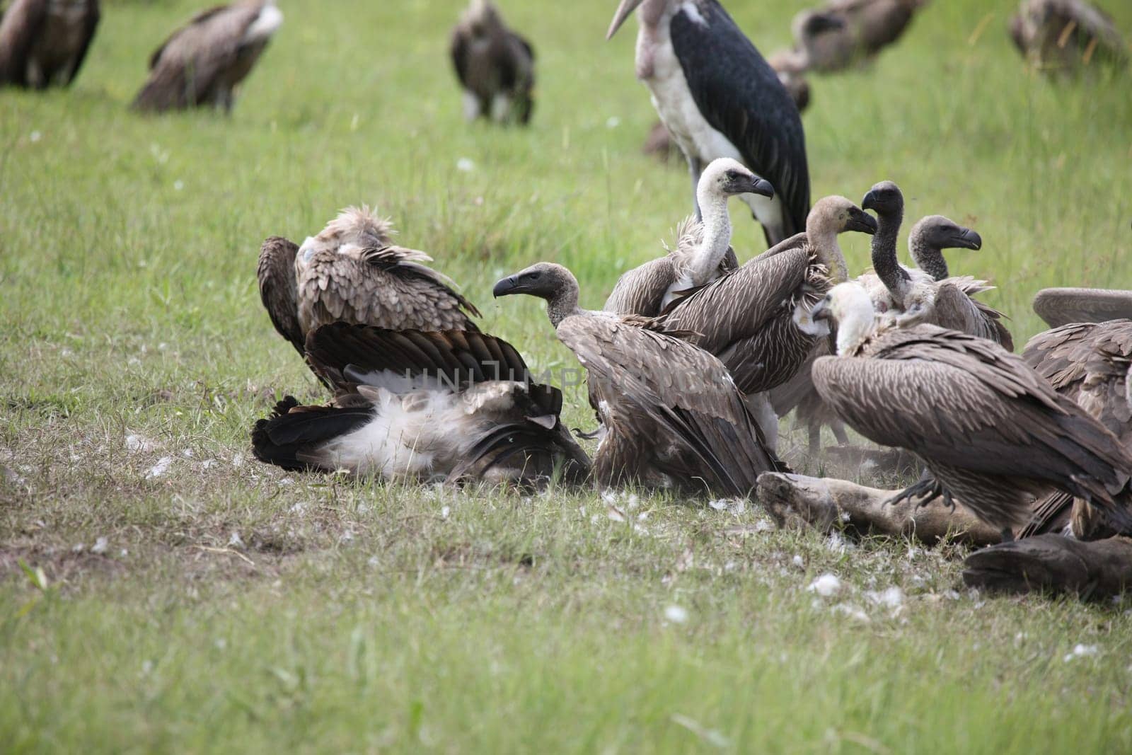 Wild Griffon Vulture Africa savannah Kenya dangerous bird