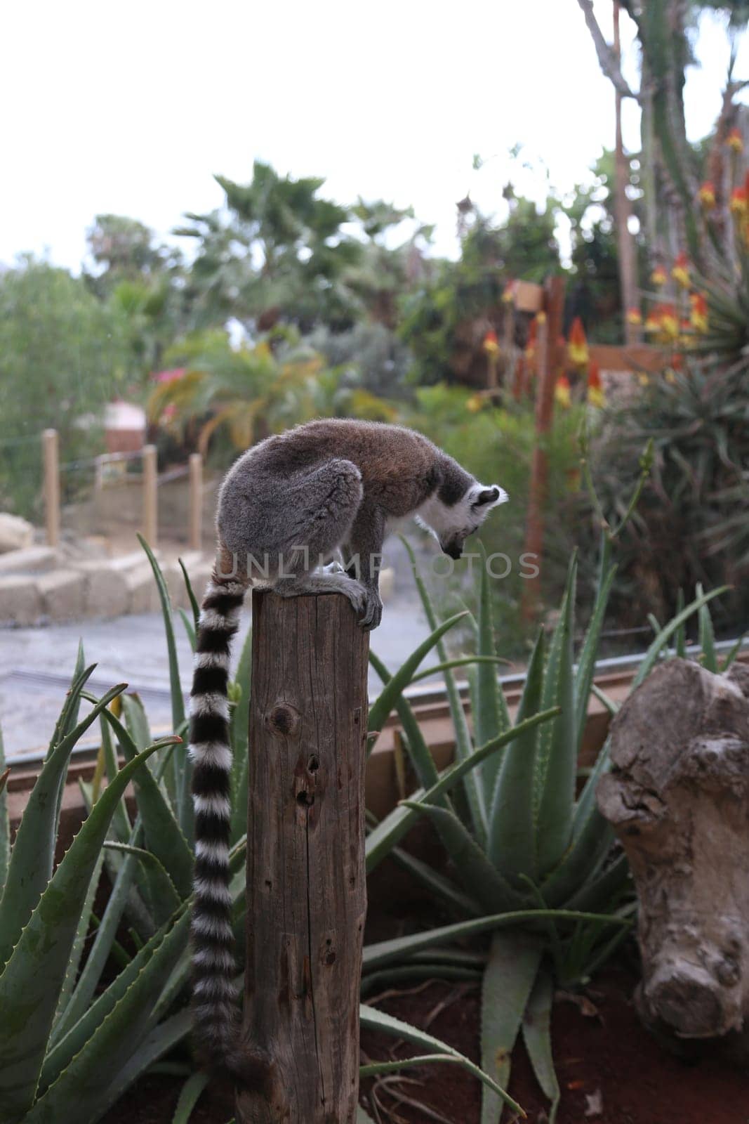 Lemur small funny animal mammal Africa Madagascar