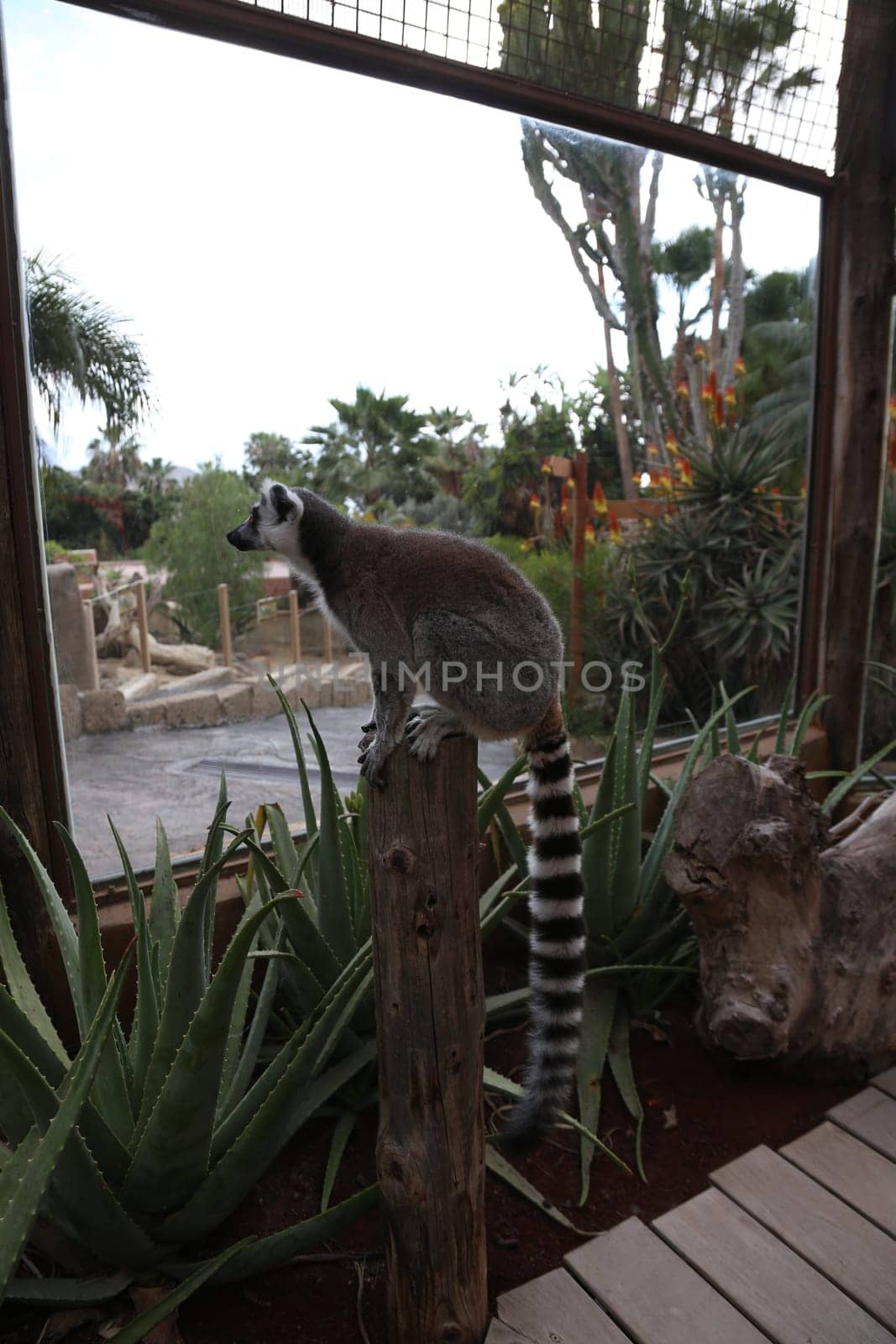 Lemur small funny animal mammal Africa Madagascar