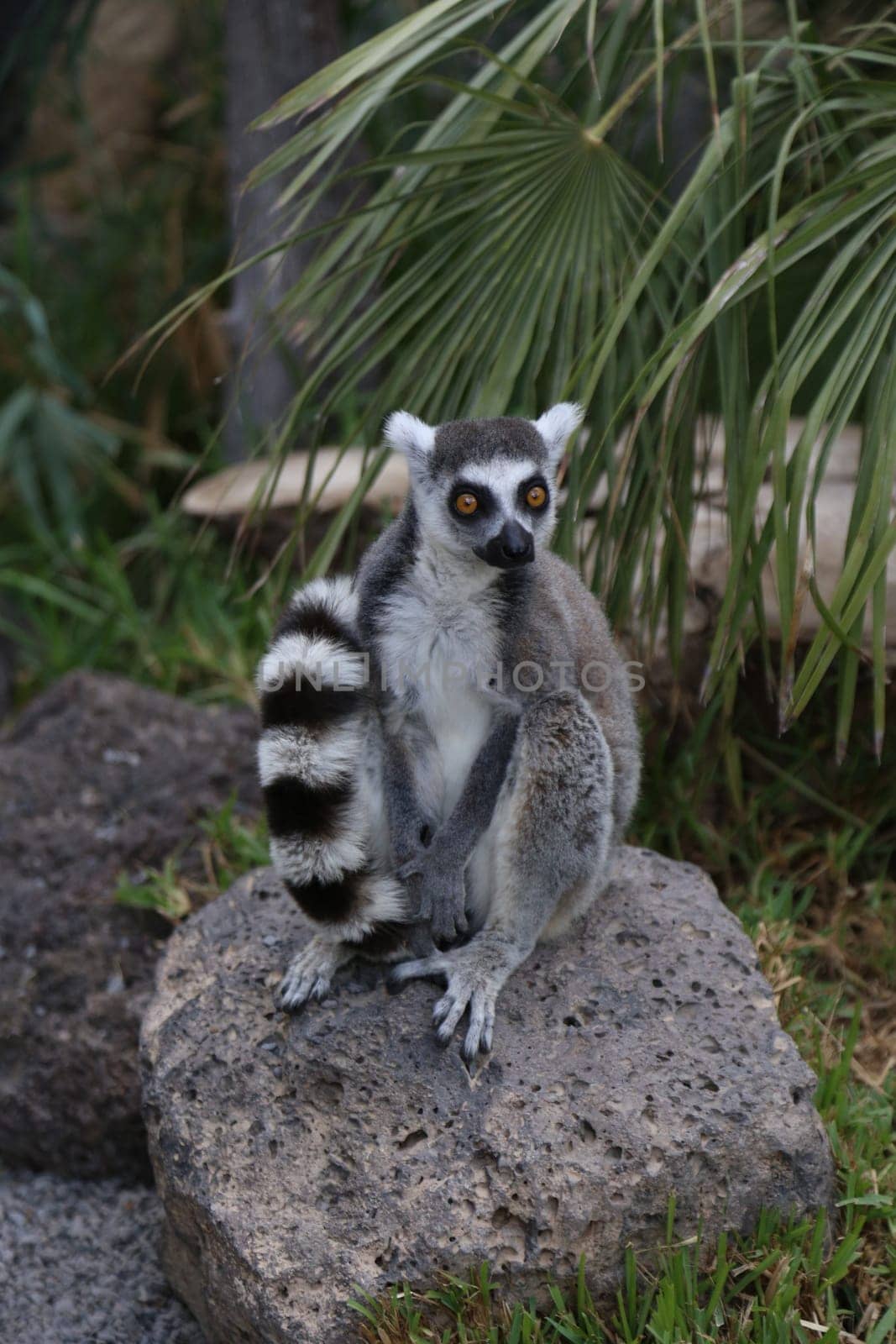 Lemur small funny animal mammal Africa Madagascar