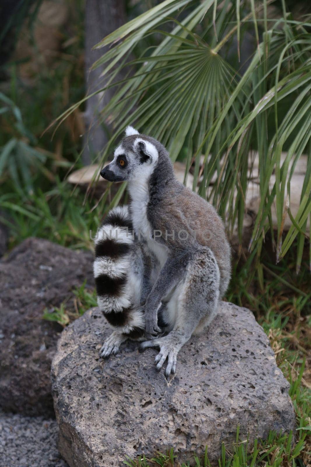 Lemur small funny animal mammal Africa Madagascar