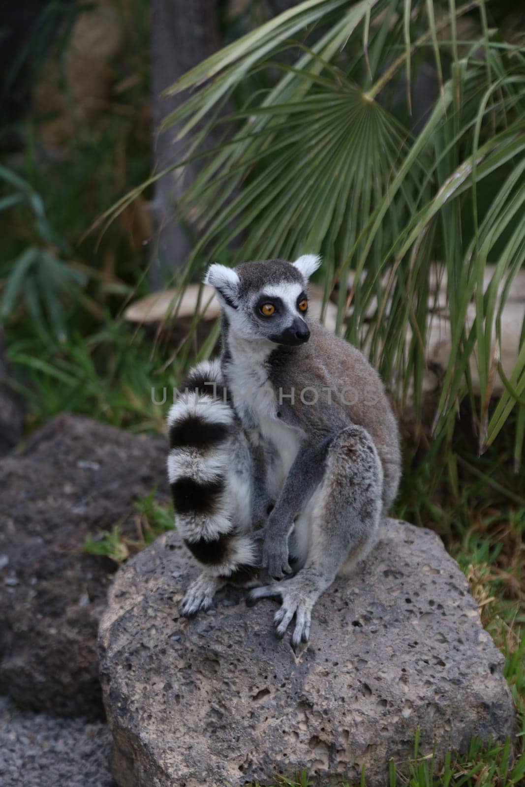 Lemur small funny animal mammal Africa Madagascar