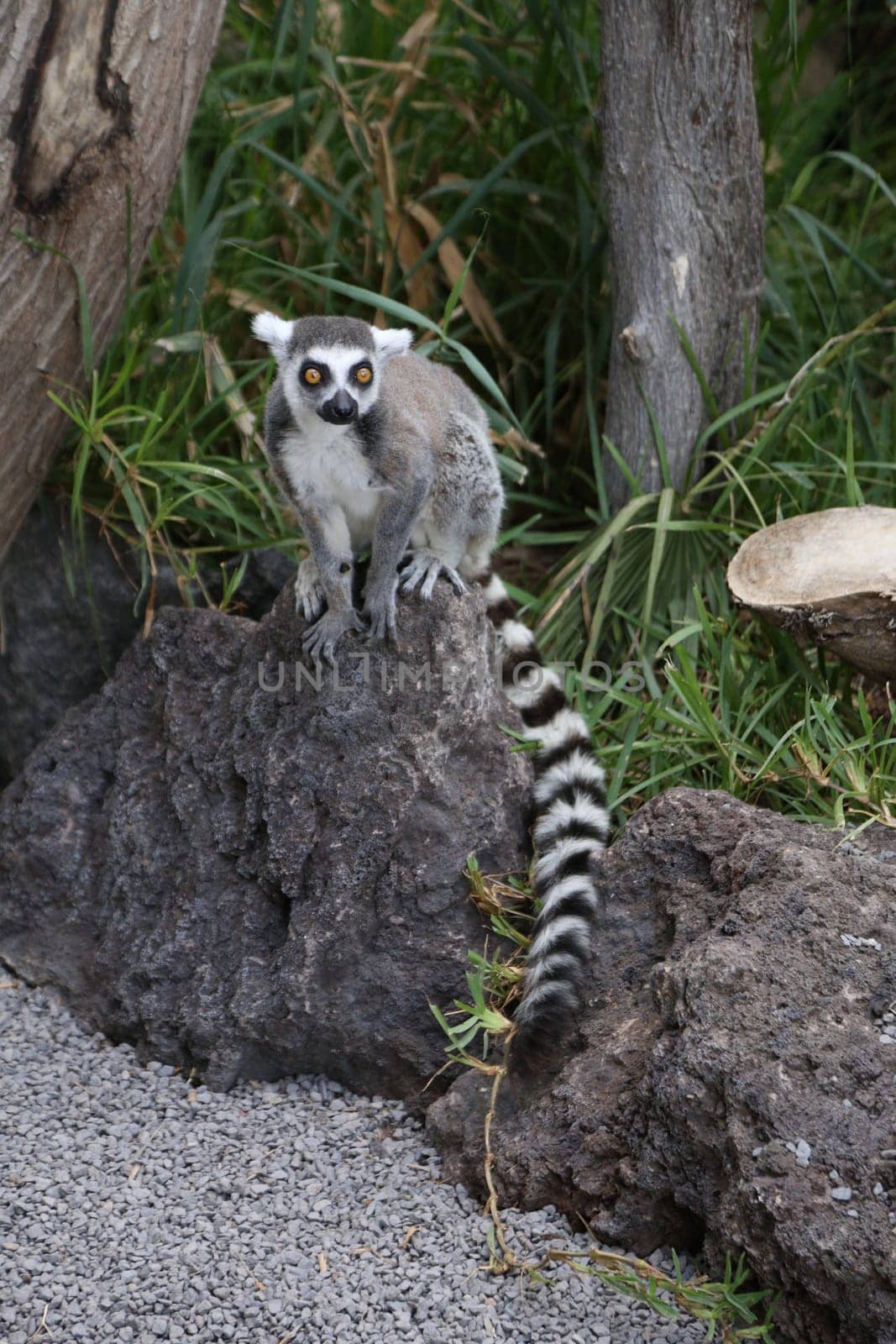 Lemur small funny animal mammal Africa Madagascar