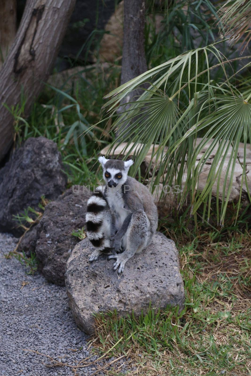 Lemur small funny animal mammal Africa Madagascar