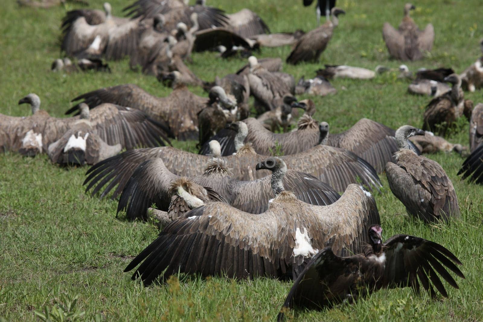 Wild Griffon Vulture Africa savannah Kenya dangerous bird