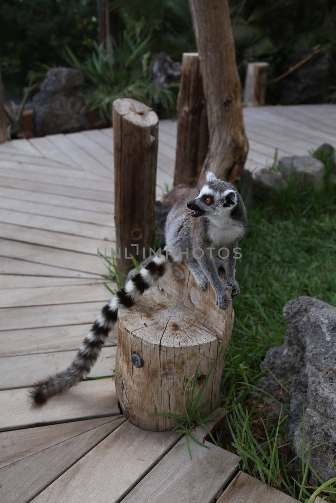 Lemur small funny animal mammal Africa Madagascar